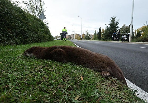 Un operario del servicio de limpieza se dispone a retirar al animal muerto del puente Felipe VI.