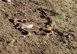 Nuevo ataque de buitres a cuatro terneros en este pueblo de Salamanca