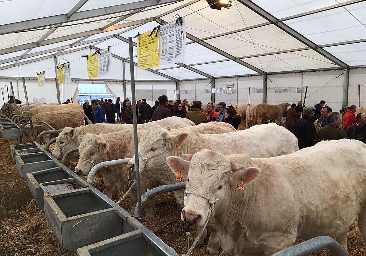 Imagen de archivo de la Feria de San Andrés de Ciudad Rodrigo.