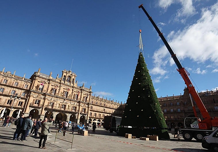 Los operarios levantan el árbol de Navidad en la Plaza Mayor de Salamanca.