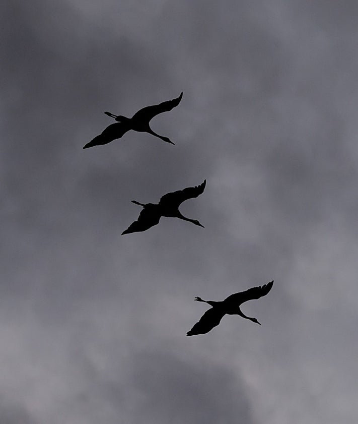 Imagen secundaria 2 - Bandadas de grullas entre las nubes en Riolobos
