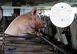 Ganado en una granja porcina y localización del proyecto.