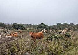 Ganado en una finca de pastos de Salamanca.