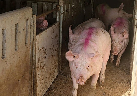 Imagen de archivo de una granja de cerdos.
