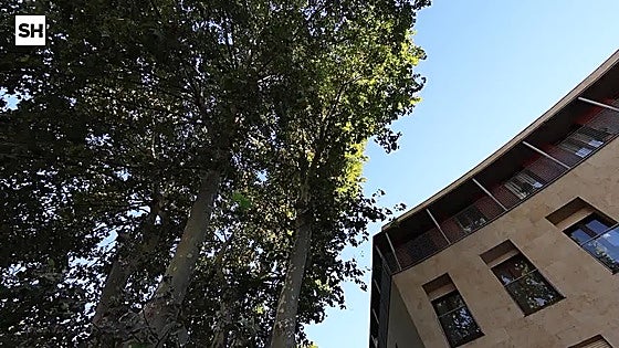 Descubrimos la historia detrás de los plátanos de sombra de Salamanca