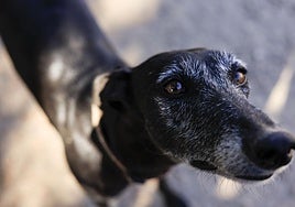 El grito de auxilio de la protectora de animales de referencia de Salamanca: busca hogar urgente para 70 perros