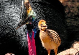 Das Kasuar-Küken mit seinem streng wachenden Vater.