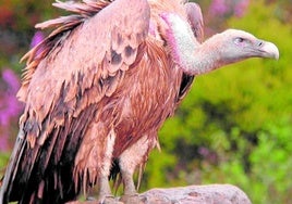 Eine Aufnahme eines Gänsegeiers des neuen Vogelführers.