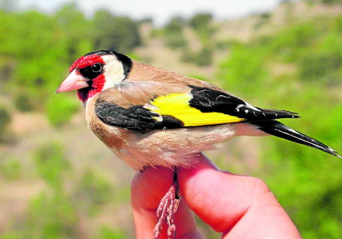 Distelfinke wurden bisher gerne als Haustiere gehalten.