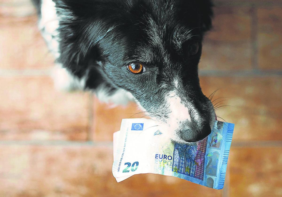Hunde als Beitragszahler