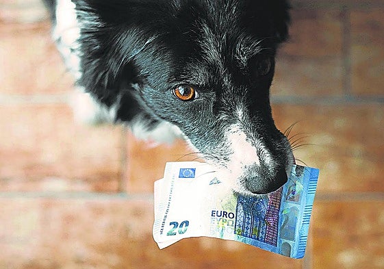 Hunde als Beitragszahler