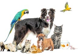 Sind wir bereit, ein Haustier zu adoptieren? Es reicht nicht, eins zu wollen, es müssen auch andere Aspekte wie Budget, Zeit und Platz berücksichtigt werden