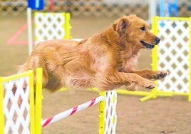 Golden Retriever beim Agility-Training.