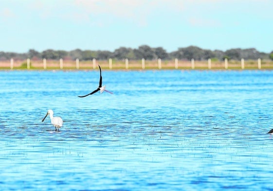Doñana am 2. Februar, dem Welttag der Feuchtgebiete.