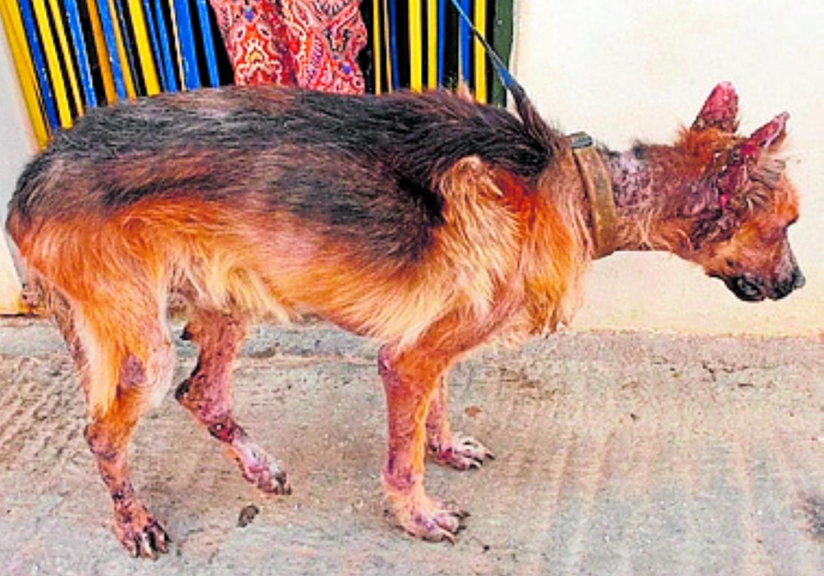 Geretteter Hund in Torrox.