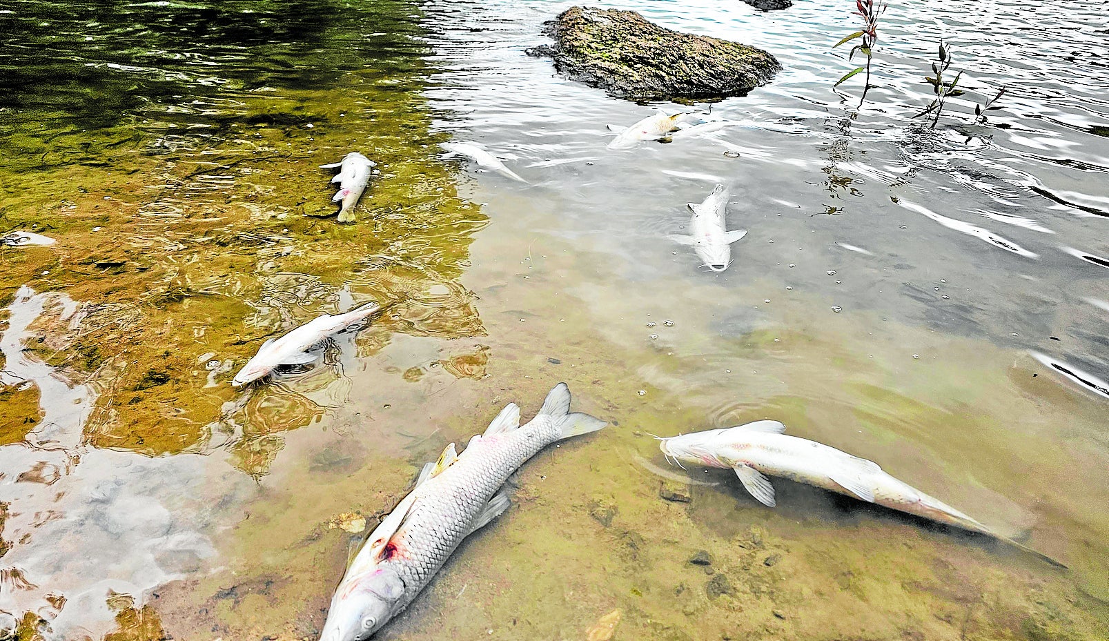 Kontroverse über massenhaftes Fischsterben im Lago de las Tortugas