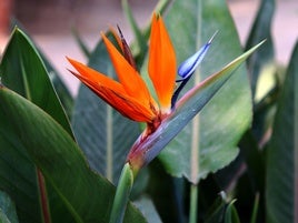 Die Strelitzia besitzt sprktakuläre blüten