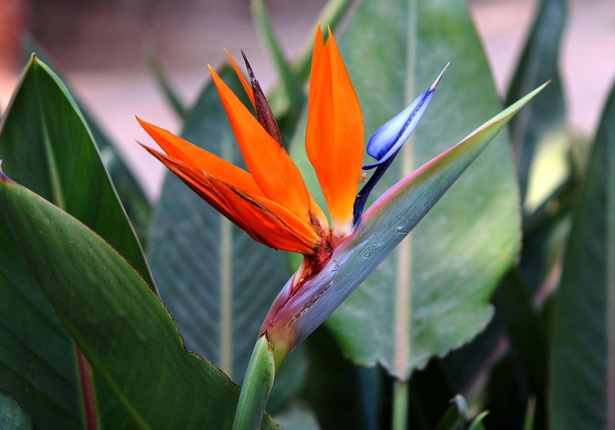 Die Strelitzia besitzt sprktakuläre blüten