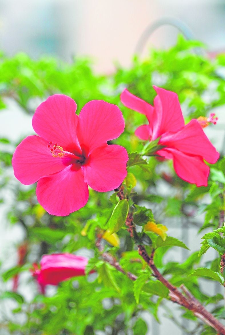 Der Hibiskus ist in zahlreichen Farben zu finden.
