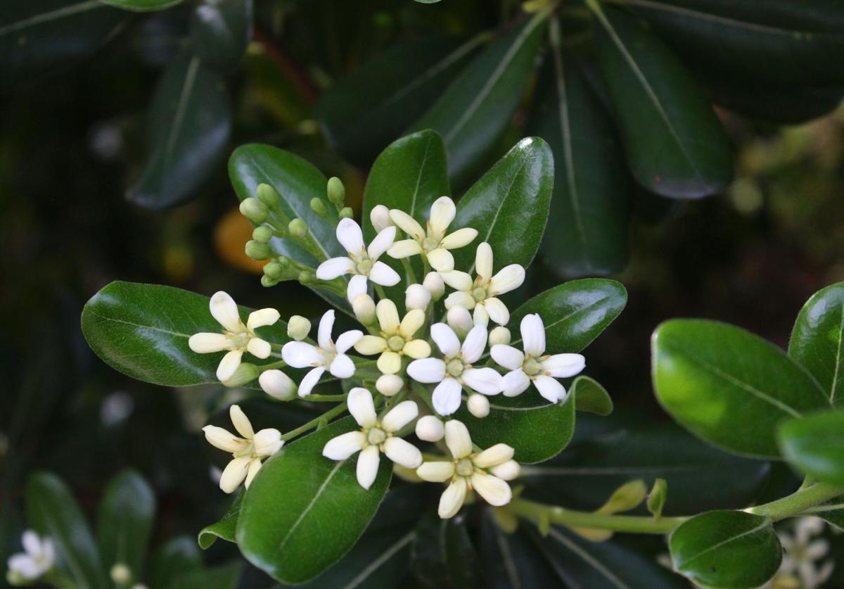 Der Orangen-Klebsame ist in Málaga oft anzutreffen.