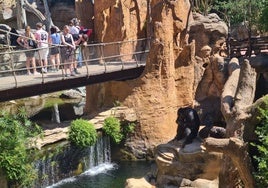 Besucher des Bioparc-Zoos beobachten die Primaten.