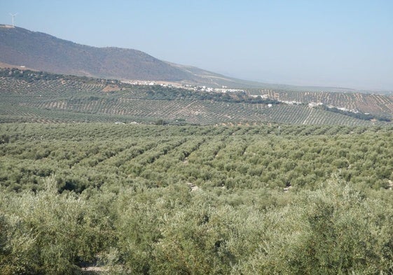 Ein wahres Meer aus Olivenbäumen erwartet Sie in den Dörfern der Sierra Norte de Málaga.