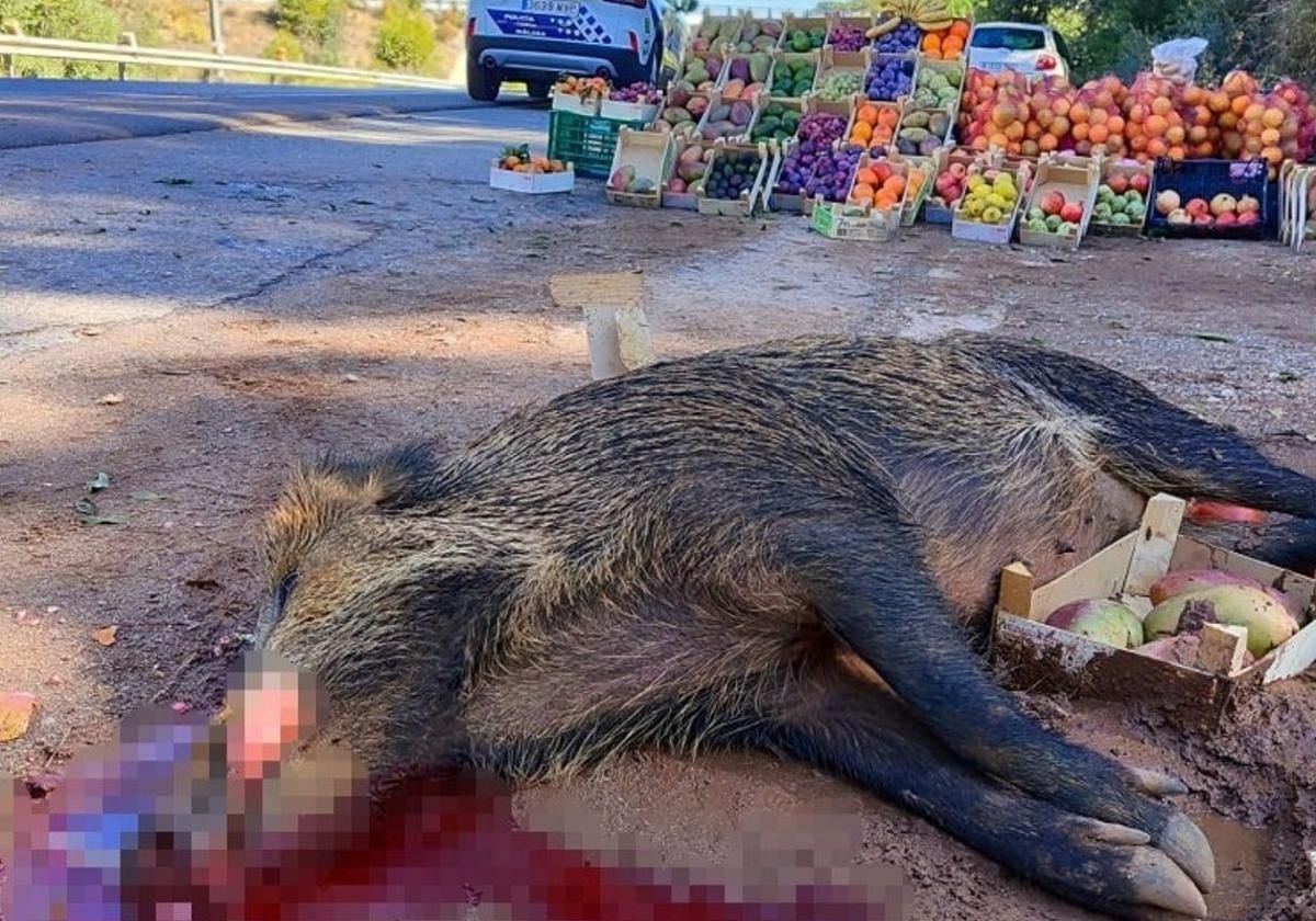 Wildschwein verursacht Verkehrsunfall mit zwei Schwerverletzten in Rincón de la Victoria