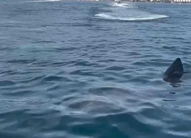 Der Hai vor der Küste Marbellas