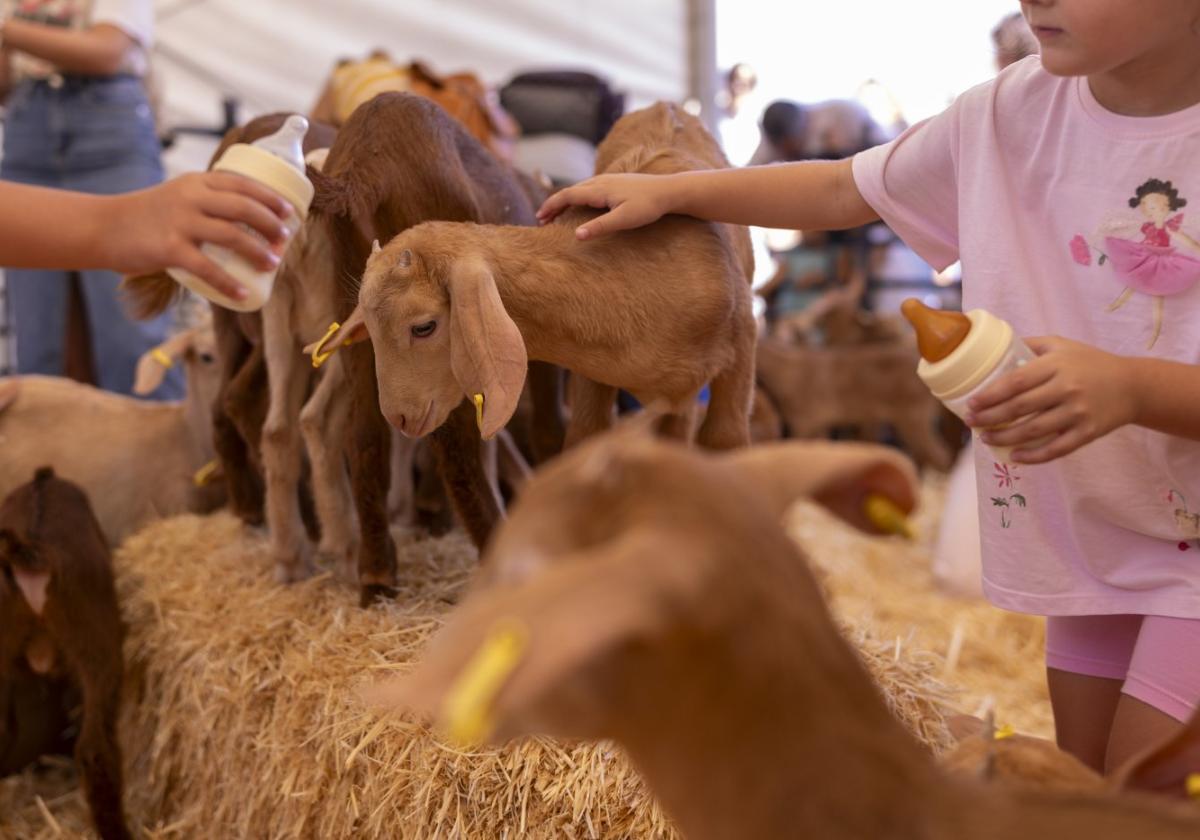 Zickleinfüttern ist eine der Aktivitäten von Agrogant.