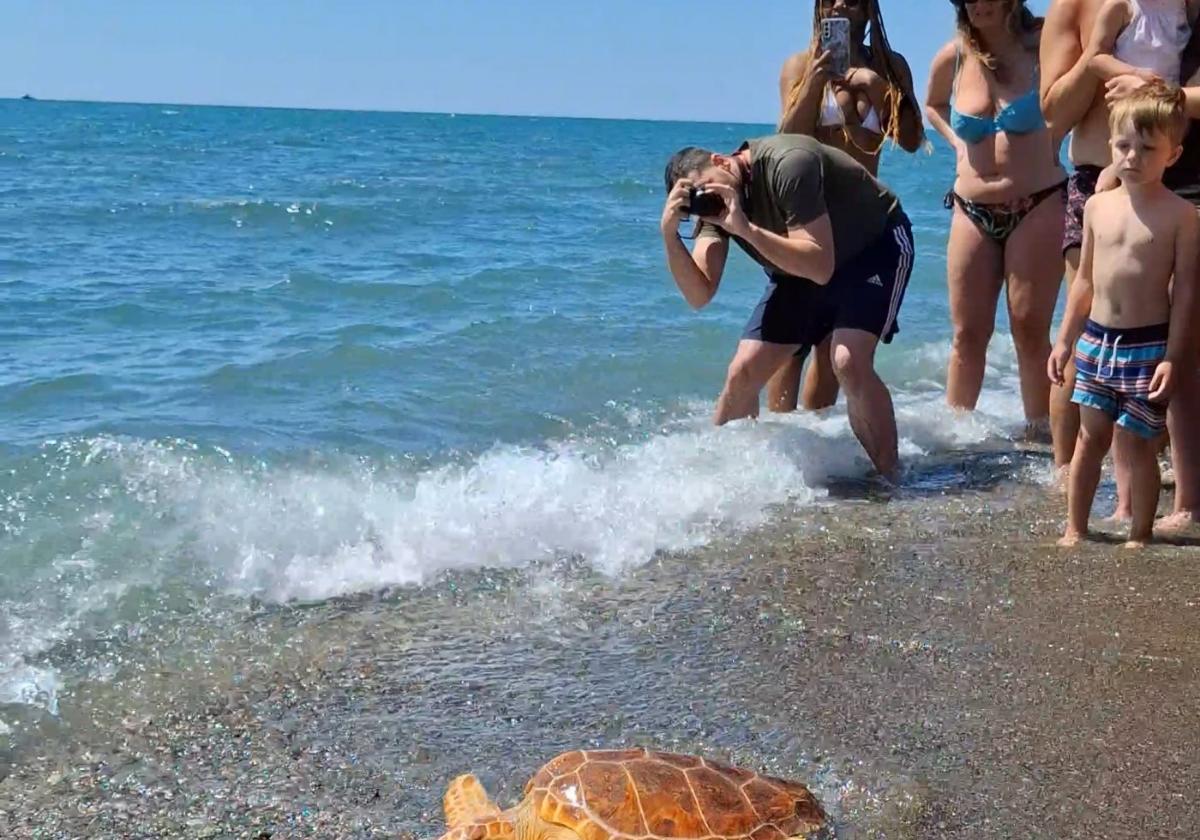 Die Schildkröten Gloria und Paloma kehren in Torremolinos ins Meer zurück