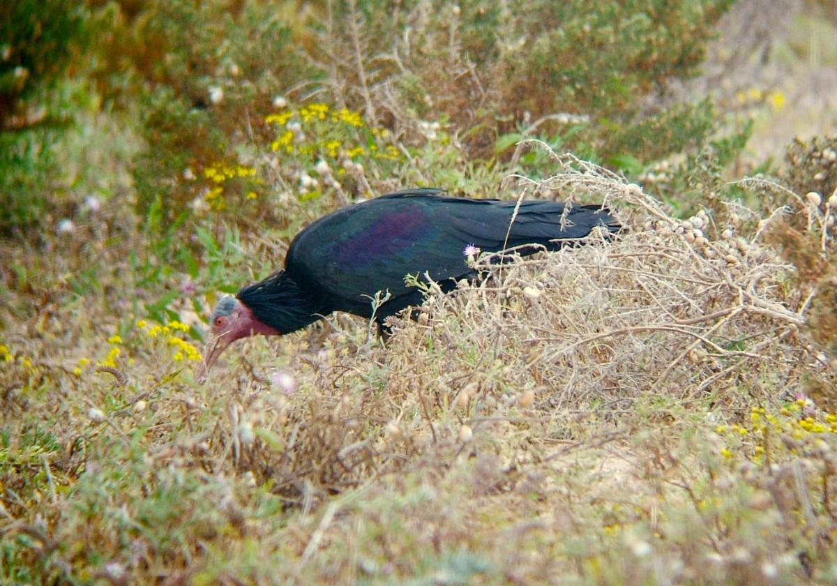 Waldrapp-Weibchen kommt aus Spanien zurück