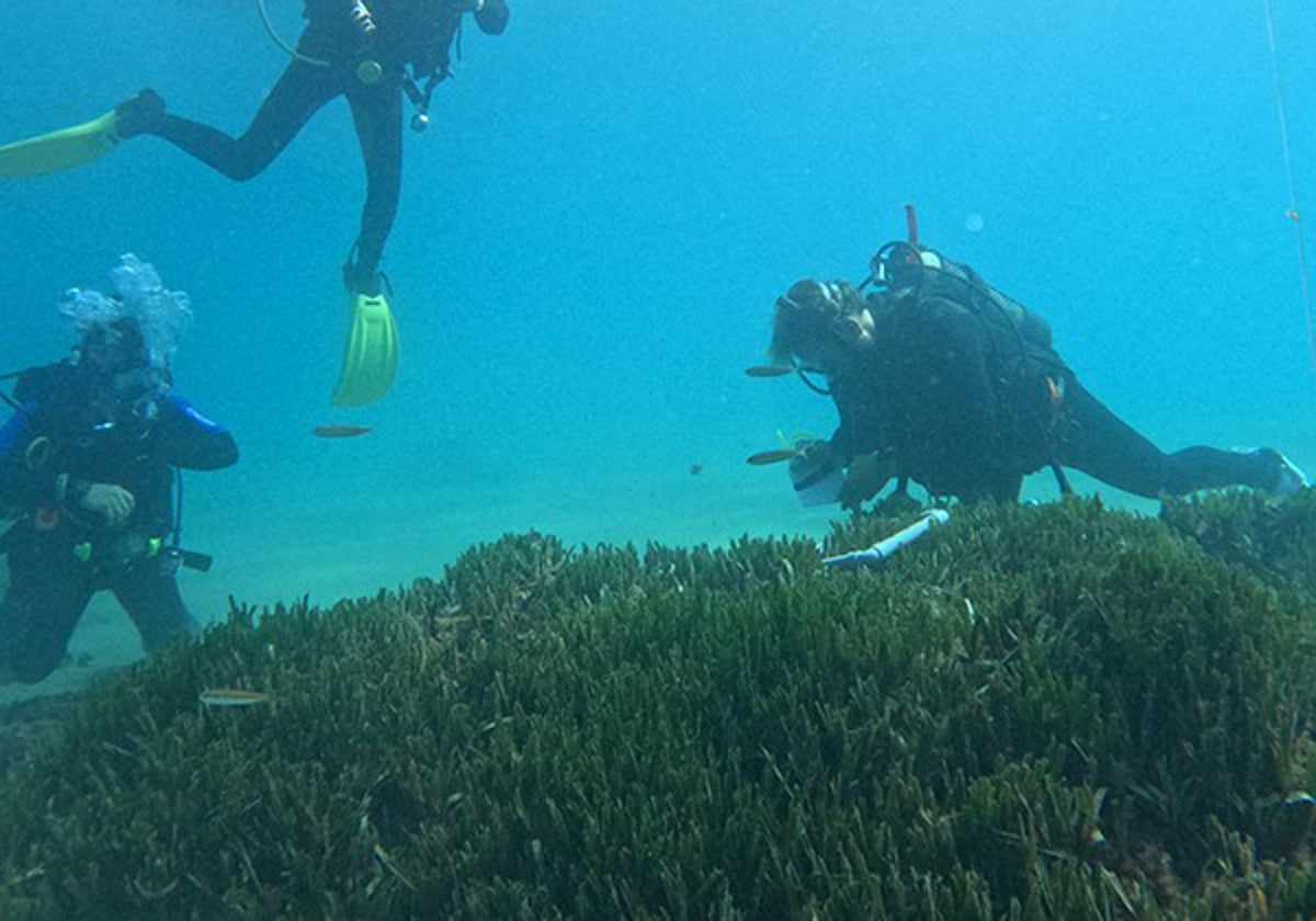 Eine invasive asiatische Alge bedroht die gesamten Seegraswiesen vor Málaga