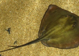 Gewöhnlicher Stechrochen (Symbolbild).