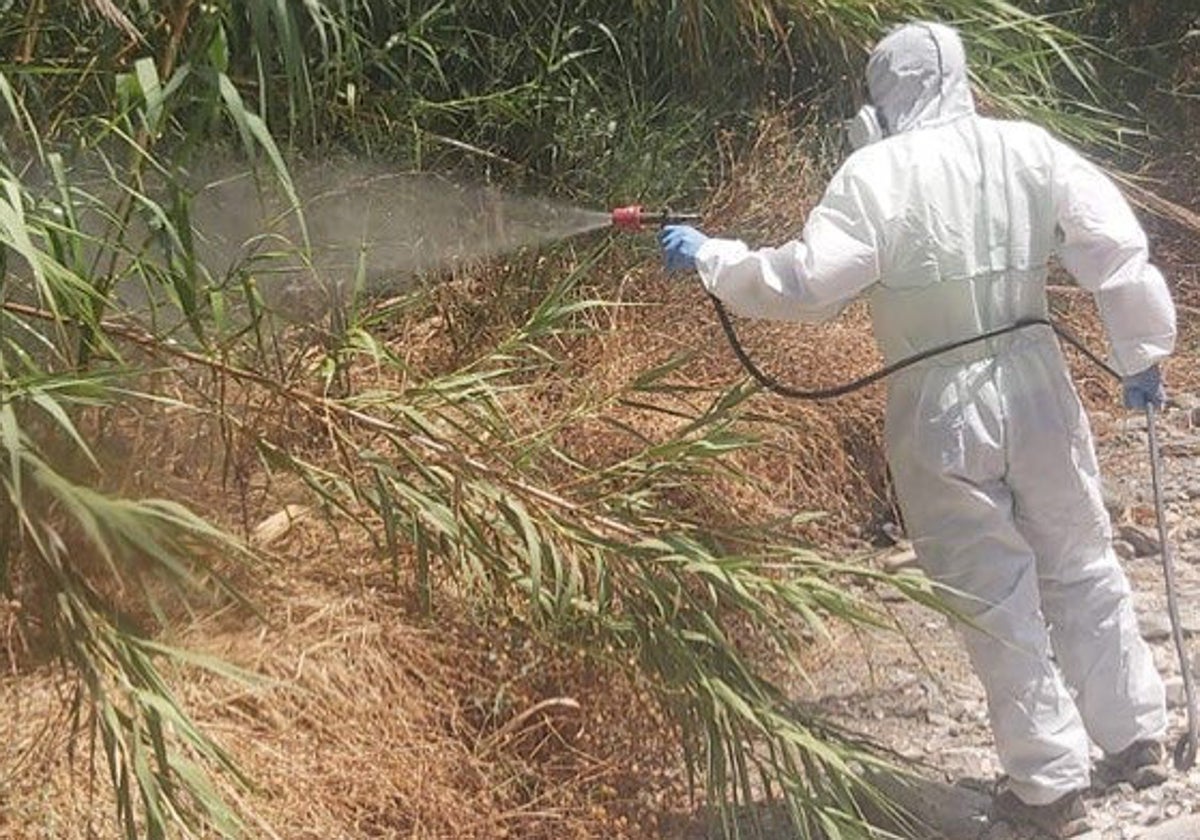 Insektenbehandlung in Torrox.