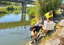 An der Mündung des Flusses wurden unter Mitwirkung von Bioparc Wasserschildkröten ausgesetzt.