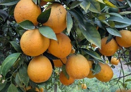 August-Orangen im Obstgarten in Riogordo.