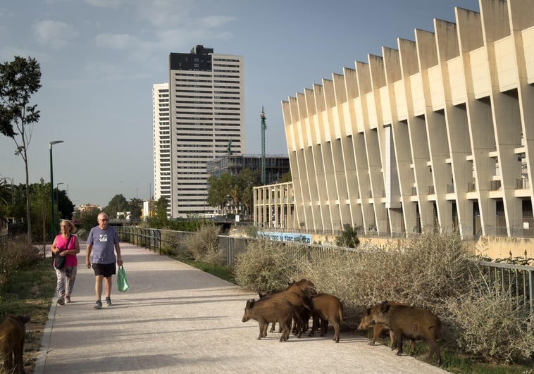 Die Wildschweinherde neben dem Flussbett des Guadalmedina am Donnerstag.