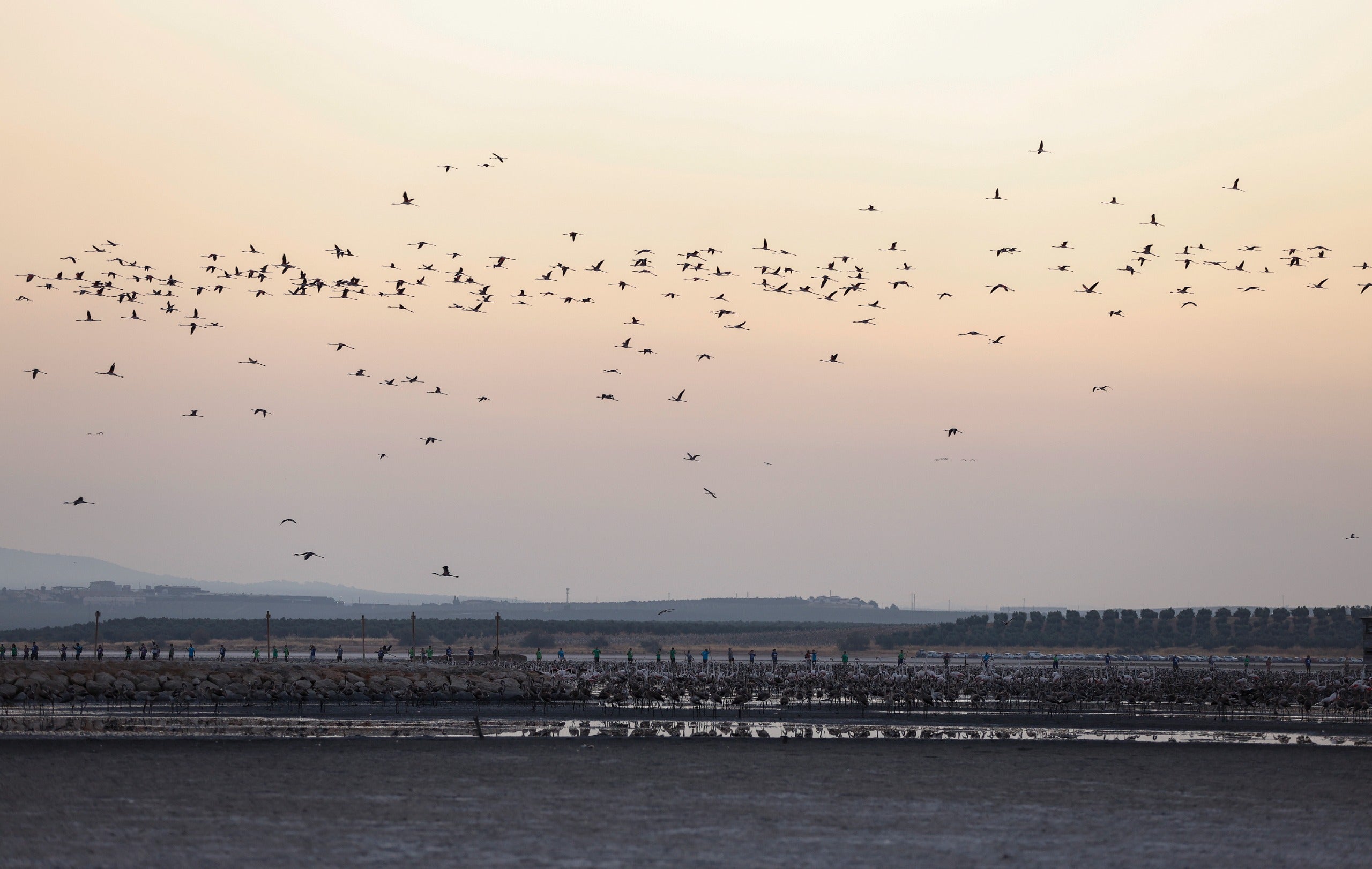 Das Beringen der Flamingo-Jungvögel kehrt nach Jahren der Trockenheit wieder nach Fuente de Piedra zurück
