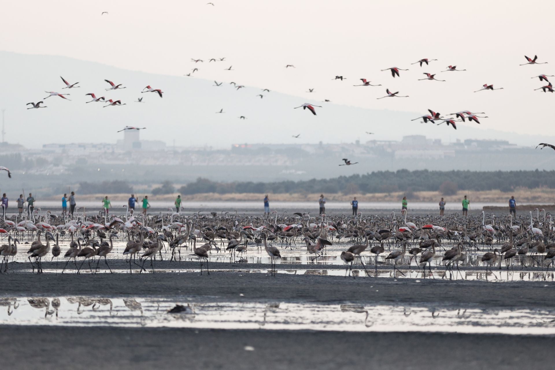 Das Beringen der Flamingo-Jungvögel kehrt nach Jahren der Trockenheit wieder nach Fuente de Piedra zurück