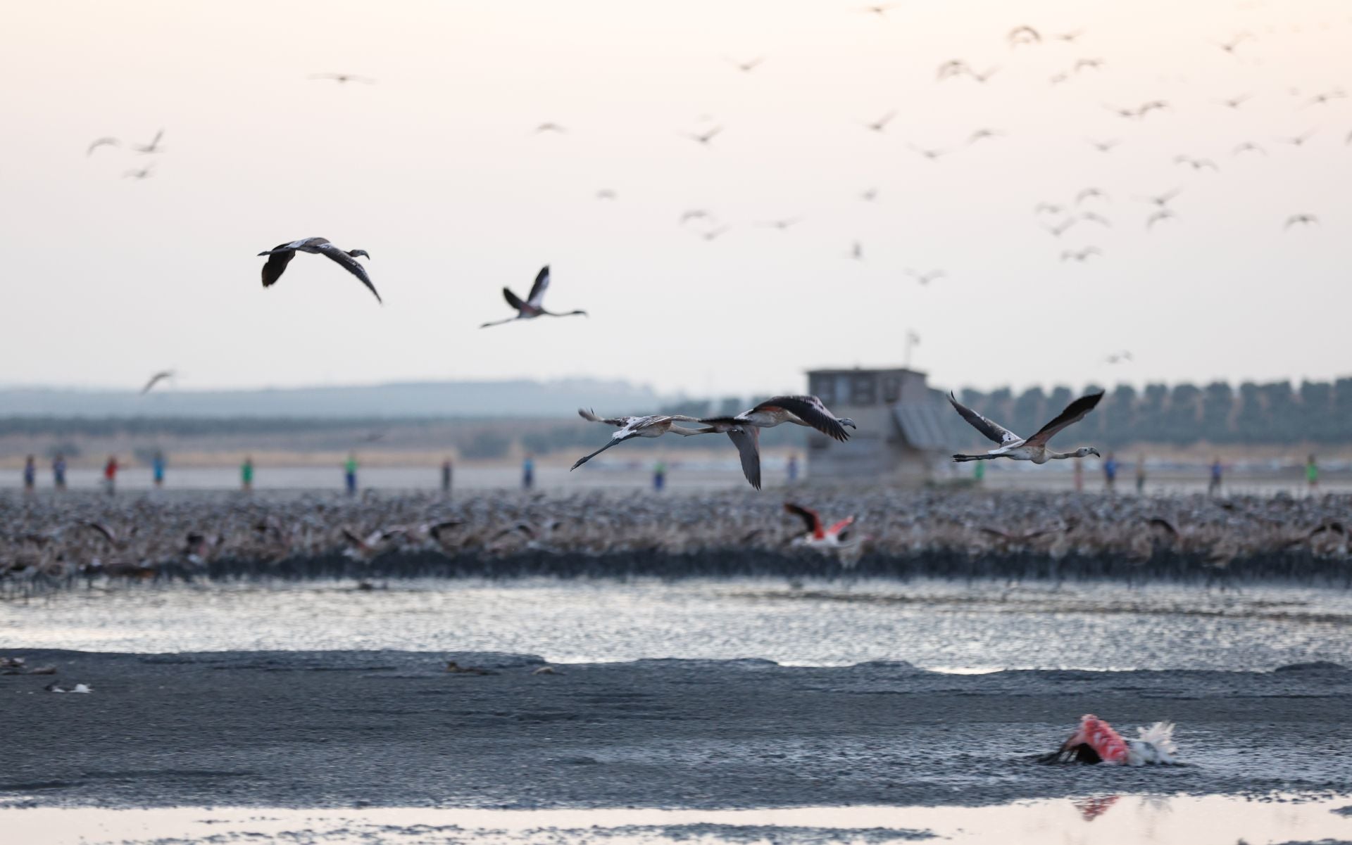 Das Beringen der Flamingo-Jungvögel kehrt nach Jahren der Trockenheit wieder nach Fuente de Piedra zurück