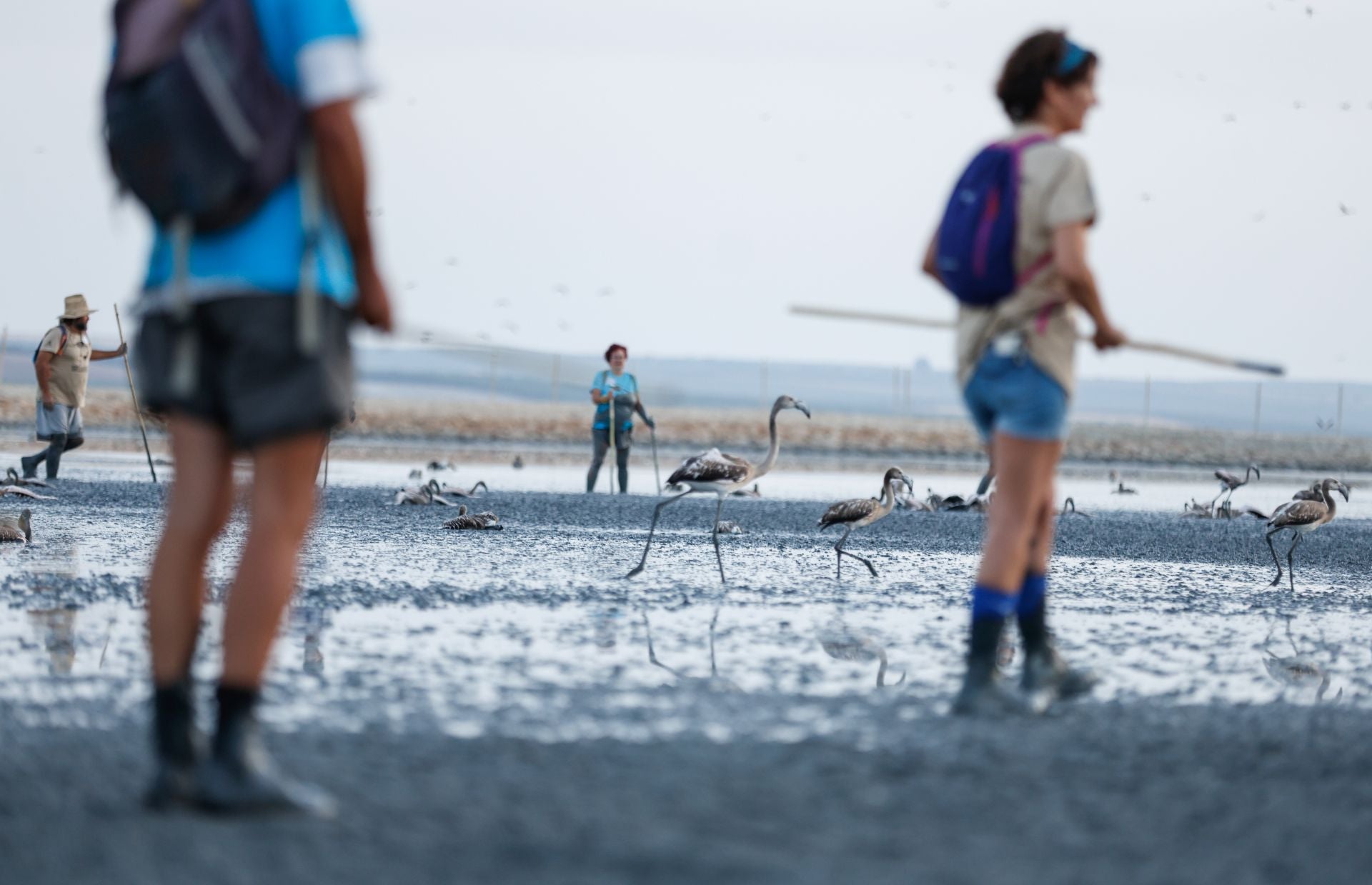 Das Beringen der Flamingo-Jungvögel kehrt nach Jahren der Trockenheit wieder nach Fuente de Piedra zurück