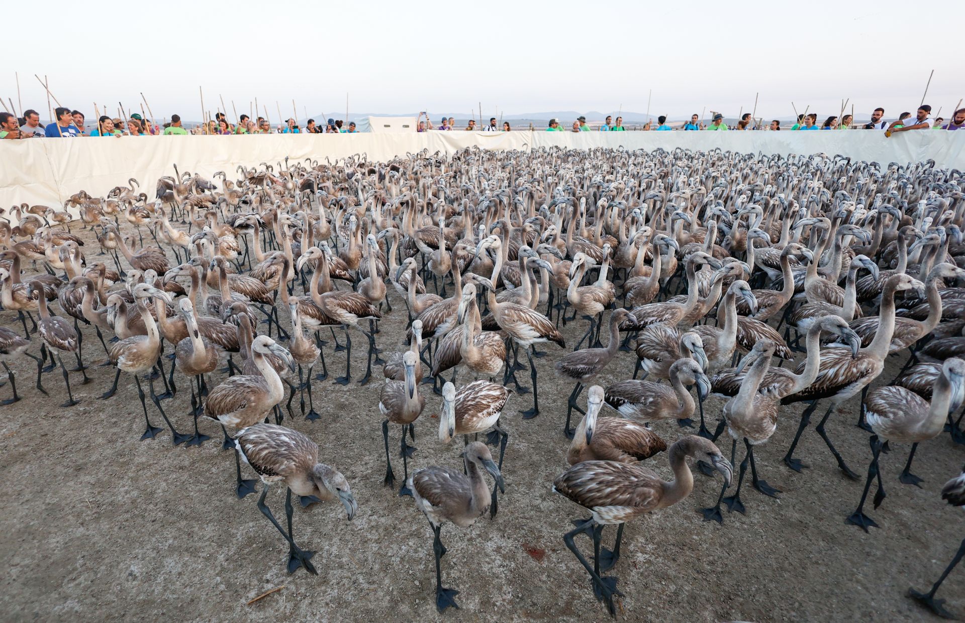 Das Beringen der Flamingo-Jungvögel kehrt nach Jahren der Trockenheit wieder nach Fuente de Piedra zurück