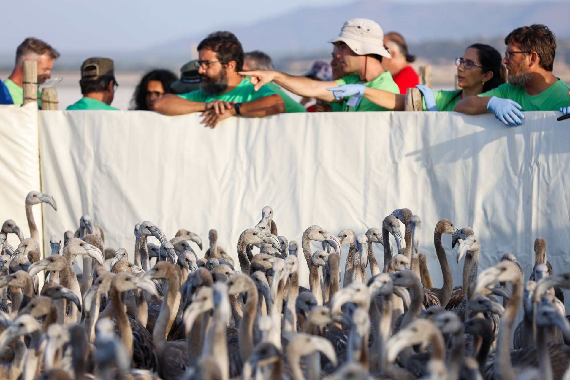 Das Beringen der Flamingo-Jungvögel kehrt nach Jahren der Trockenheit wieder nach Fuente de Piedra zurück