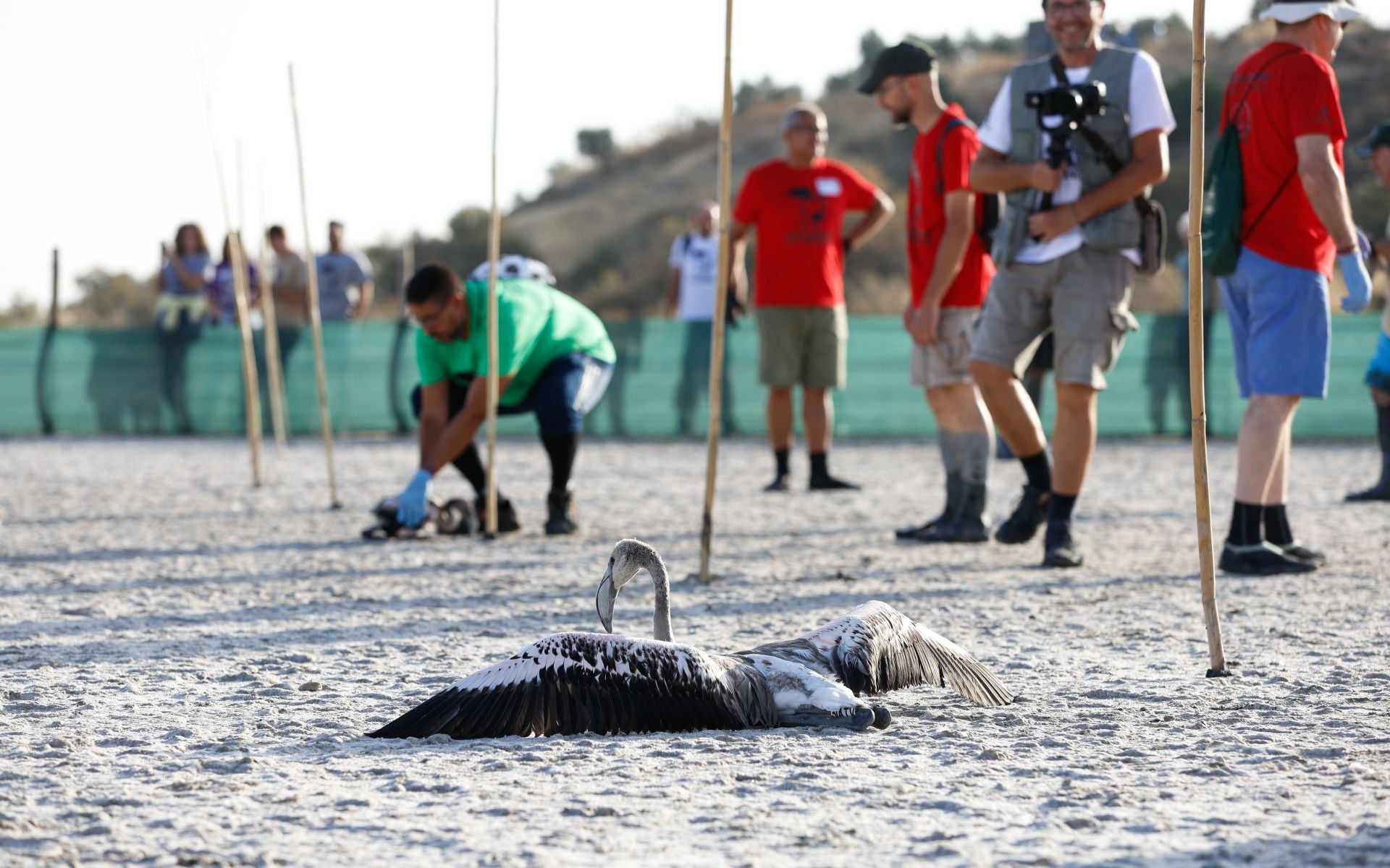 Das Beringen der Flamingo-Jungvögel kehrt nach Jahren der Trockenheit wieder nach Fuente de Piedra zurück
