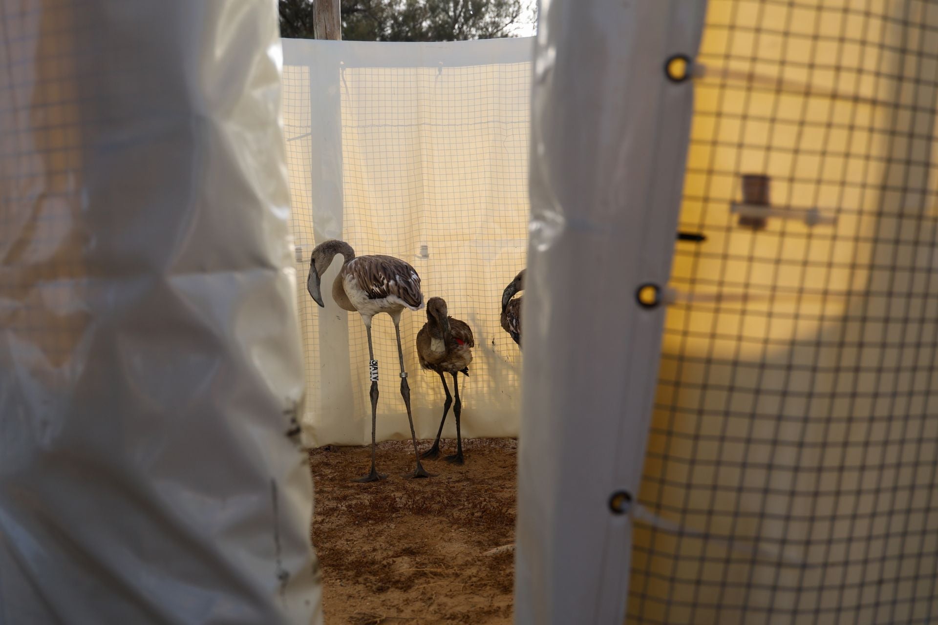 Das Beringen der Flamingo-Jungvögel kehrt nach Jahren der Trockenheit wieder nach Fuente de Piedra zurück