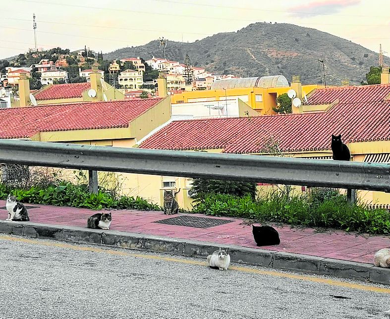 «Außer Kontrolle geratene» Katzenkolonie verärgert Anwohner in Rincón de la Victoria