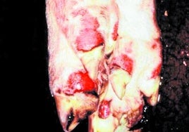 Klauenerosionen bei einem Schwein.