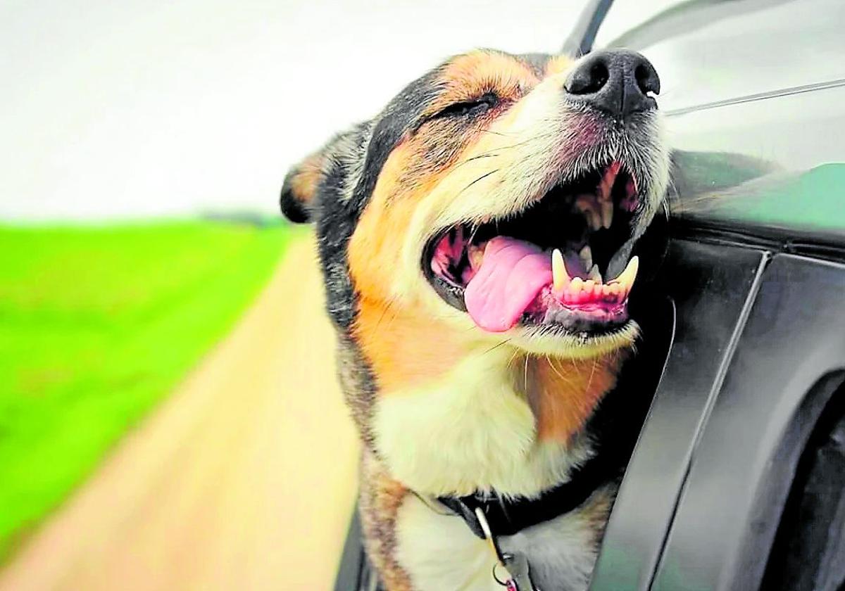 200 Euro beträgt der Strafzettel für einen während der Fahrt aus dem Fenster gelehnten Hund.