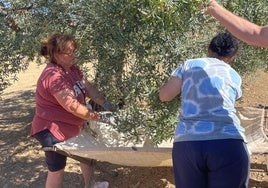 Zwei Arbeiter ernten die ersten Oliven der Saison in einem Olivenhain in Alozaina.