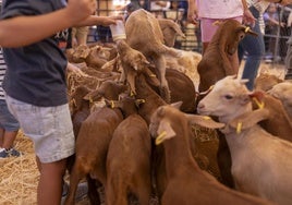 Zicklein füttern ist eine der beliebtesten Aktivitäten des Festes.